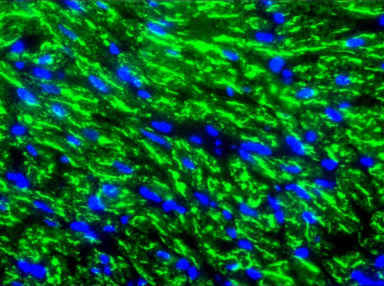 Figure 2. Indirect immunofluorescence staining of swine heart with MUB0307P (R2G) showing positive staining of mitochondria in cardiomyocytes.